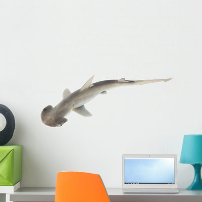 Bonnethead Shark Wall Decal shown on a wall