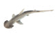 Bonnethead Shark Wall Decal