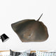 Stingray Wall Decal