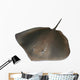 Stingray Wall Decal