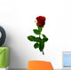 Single Red Rose on a White Background Wall Decal