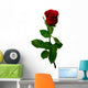 Single Red Rose on a White Background Wall Decal