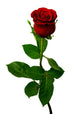 Single Red Rose on a White Background Wall Decal