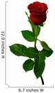 Single Red Rose on a White Background Wall Decal