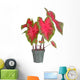Small potted caladium plant ready for transplanting into a garde Wall Decal