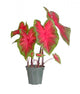 Small potted caladium plant ready for transplanting into a garde Wall Decal
