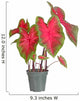 Small potted caladium plant ready for transplanting into a garde Wall Decal