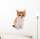 Little kitten isolated on white 