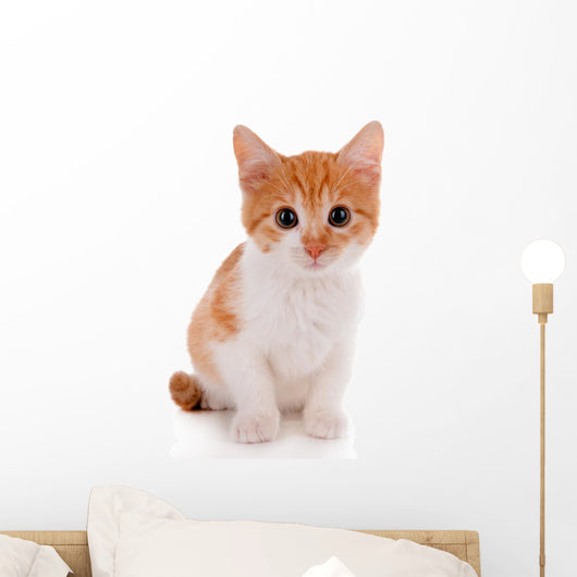 Little kitten isolated on white 