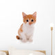 Little kitten isolated on white 