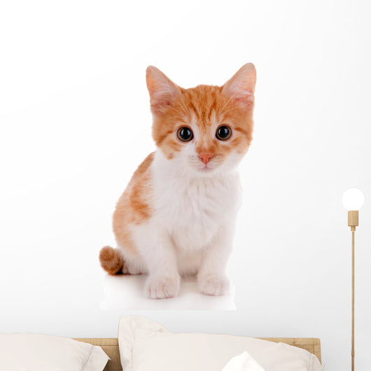 Little kitten isolated on white 