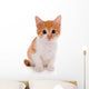 Little kitten isolated on white 
