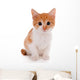 Little kitten isolated on white 