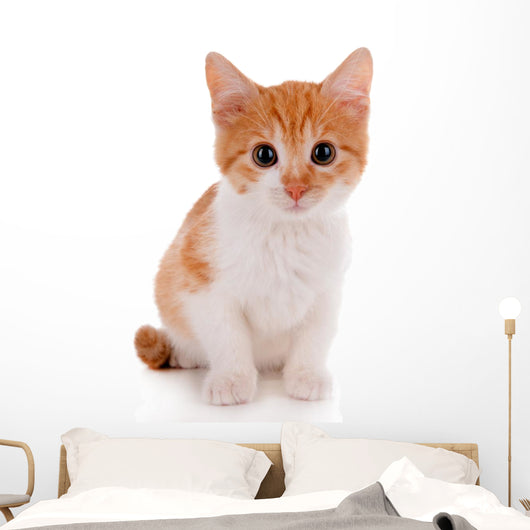 Little kitten isolated on white 