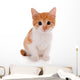 Little kitten isolated on white 