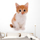 Little kitten isolated on white 