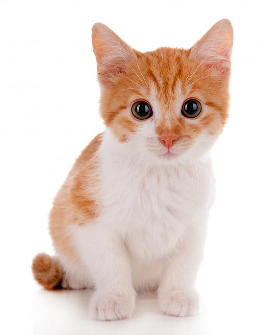 Little kitten isolated on white 