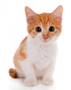 Little kitten isolated on white 