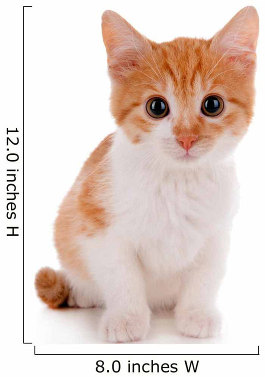 Little kitten isolated on white 