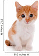 Little kitten isolated on white 