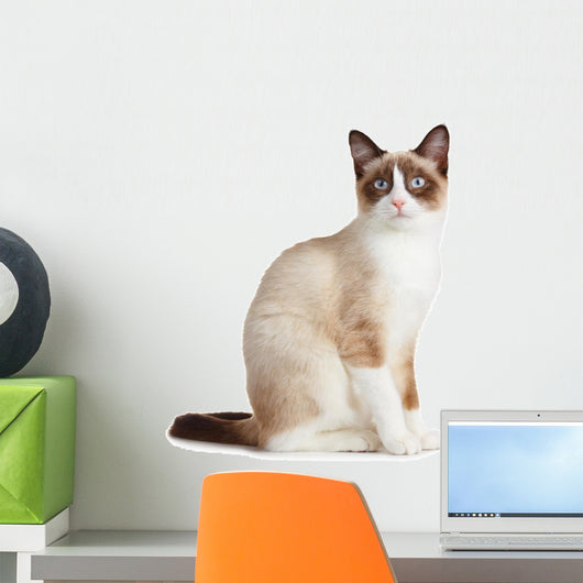 Snowshoe Cat, Isolated on White Background 