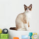 Snowshoe Cat, Isolated on White Background 