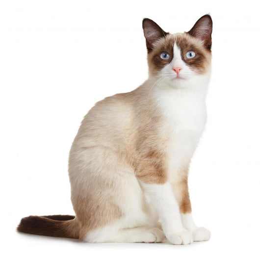 Snowshoe Cat, Isolated on White Background 
