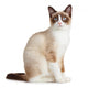 Snowshoe Cat, Isolated on White Background 