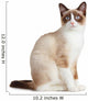 Snowshoe Cat, Isolated on White Background 