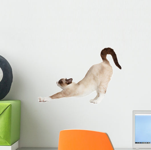 Cat Stretching Isolated on White Background 