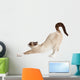 Cat Stretching Isolated on White Background 