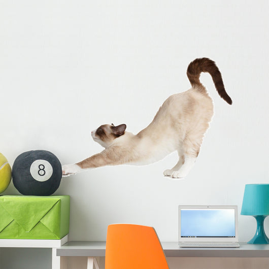 Cat Stretching Isolated on White Background 