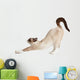 Cat Stretching Isolated on White Background 