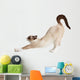 Cat Stretching Isolated on White Background 