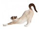 Cat Stretching Isolated on White Background 