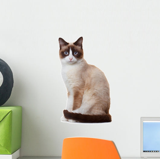 Snowshoe cat, isolated on white background 