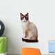 Snowshoe cat, isolated on white background 