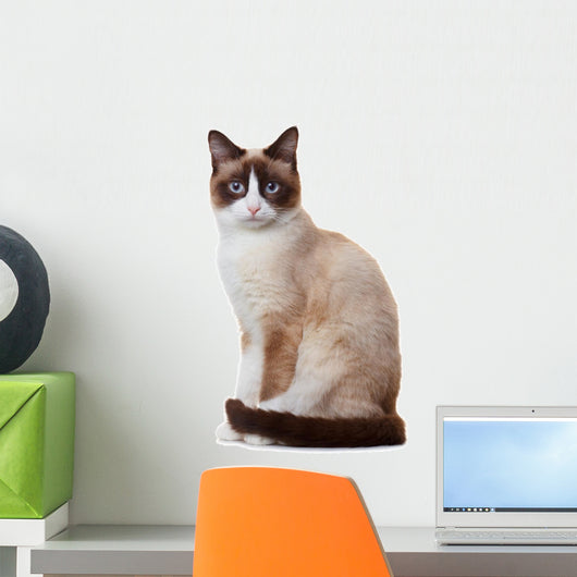 Snowshoe cat, isolated on white background 