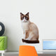 Snowshoe cat, isolated on white background 
