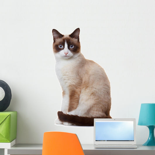 Snowshoe cat, isolated on white background 