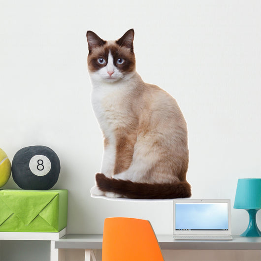 Snowshoe cat, isolated on white background 