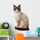Snowshoe cat, isolated on white background 