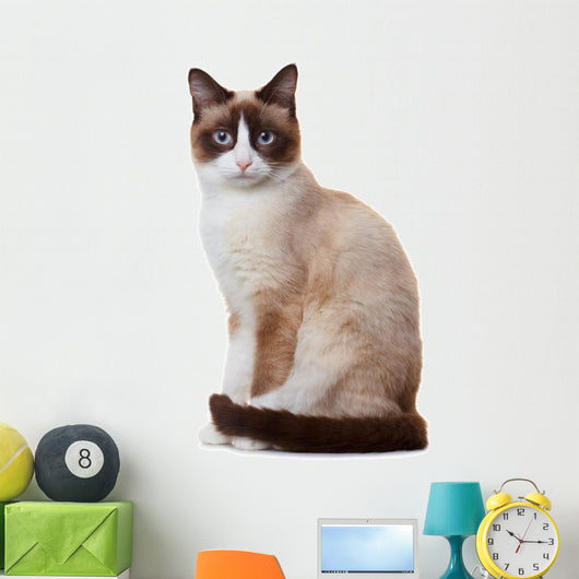 Snowshoe cat, isolated on white background 