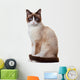 Snowshoe cat, isolated on white background 