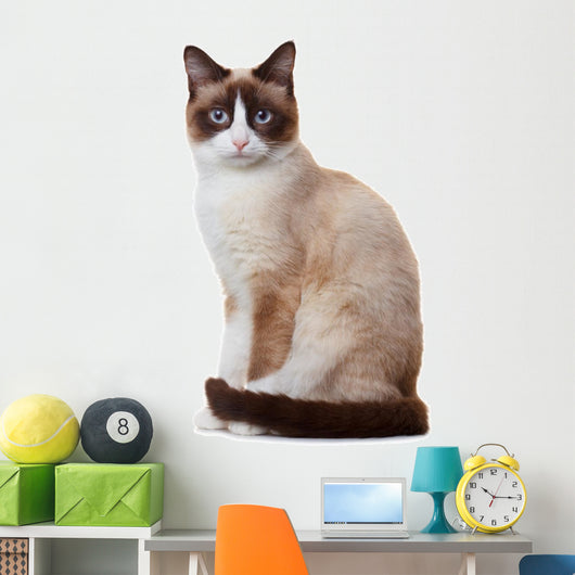 Snowshoe cat, isolated on white background 