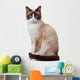 Snowshoe cat, isolated on white background 
