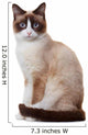 Snowshoe cat, isolated on white background 