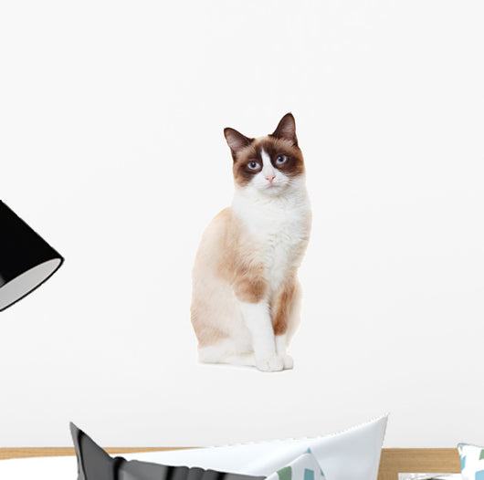 Snowshoe cat 
