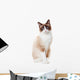 Snowshoe cat 