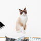 Snowshoe cat 
